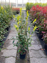 Bild von Kirschlorbeer 'Herbergii' im Onlineshop von Bohlken Pflanzenversand GbR