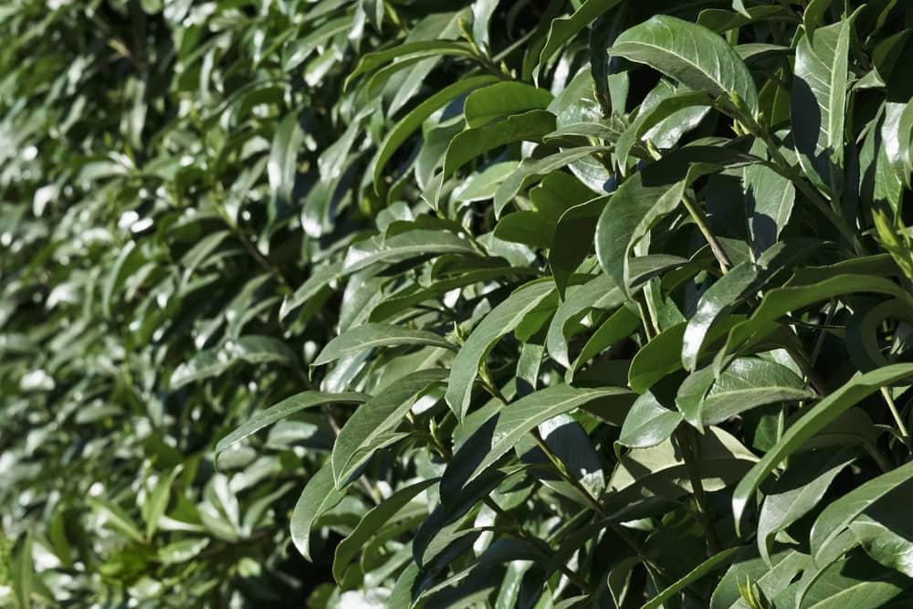 Alle Artikel in der Kategorie Kirschlorbeer / Prunus  Bohlken  Pflanzenversand GbR