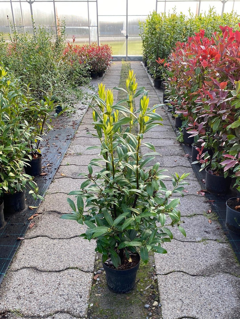Bild von Kirschlorbeer 'Herbergii' im Onlineshop von Bohlken Pflanzenversand GbR