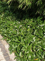 Bild von Kirschlorbeer 'Mount Vernon' im Onlineshop von Bohlken Pflanzenversand GbR