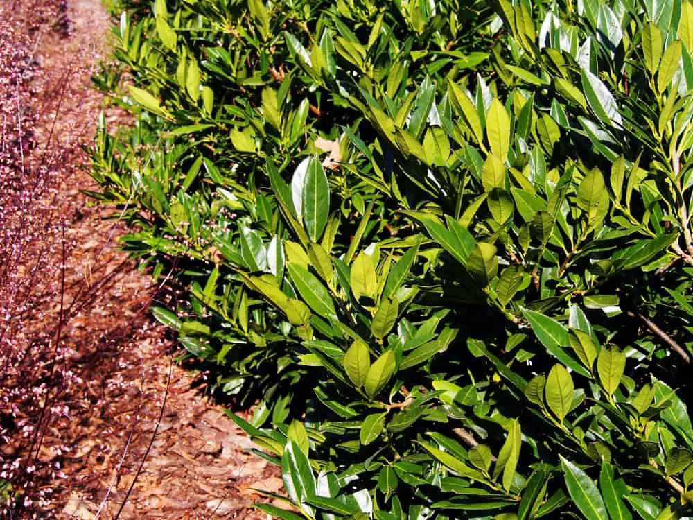 Alle Artikel in der Kategorie Kirschlorbeer / Prunus  Bohlken  Pflanzenversand GbR