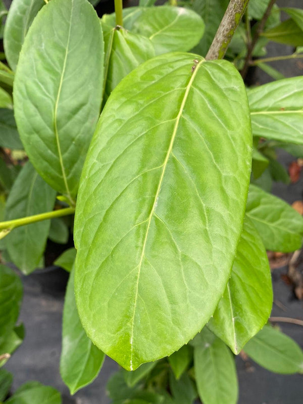 Bild von Kirschlorbeer 'Rotundifolia' im Onlineshop von Bohlken Pflanzenversand GbR