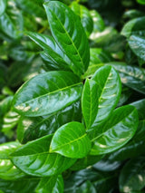 Bild von Kirschlorbeer 'Smaragd Fire'® im Onlineshop von Bohlken Pflanzenversand GbR