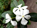 Bild von Kleinblättriges Immergrün 'Alba' im Onlineshop von Bohlken Pflanzenversand GbR