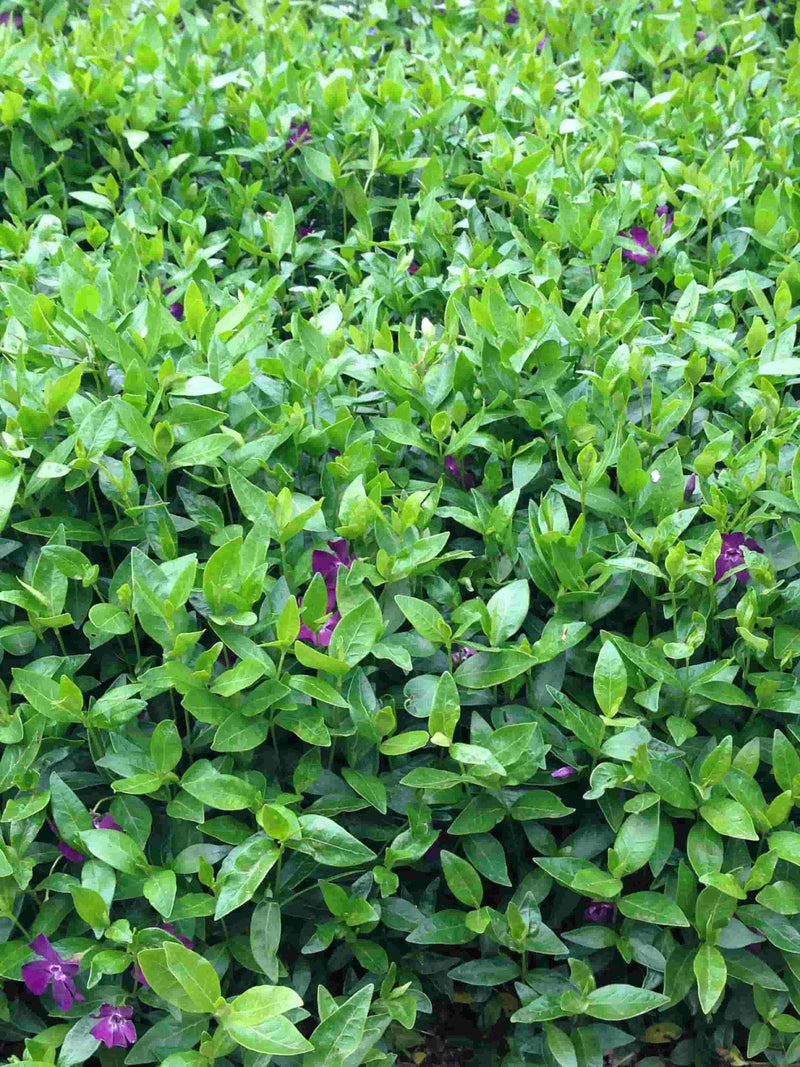 Bild von Kleinblättriges Immergrün 'Purpurea' im Onlineshop von Bohlken Pflanzenversand GbR