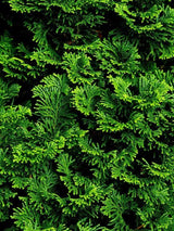 Bild von Kleine Muschelzypresse 'Grazilis' im Onlineshop von Bohlken Pflanzenversand GbR