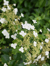 Bild von Kletterhortensie im Onlineshop von Bohlken Pflanzenversand GbR