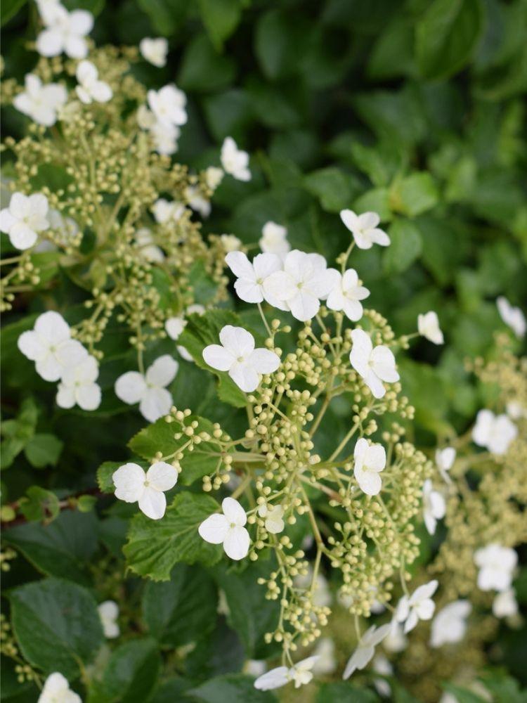 Bild von Kletterhortensie im Onlineshop von Bohlken Pflanzenversand GbR