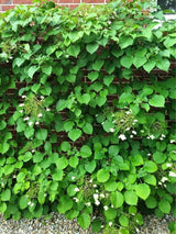 Bild von Kletterhortensie im Onlineshop von Bohlken Pflanzenversand GbR