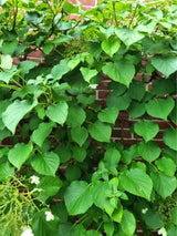 Bild von Kletterhortensie im Onlineshop von Bohlken Pflanzenversand GbR