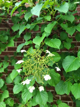 Bild von Kletterhortensie im Onlineshop von Bohlken Pflanzenversand GbR