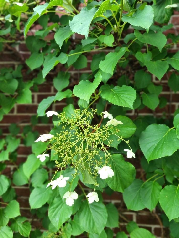 Bild von Kletterhortensie im Onlineshop von Bohlken Pflanzenversand GbR