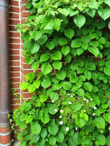Bild von Kletterhortensie im Onlineshop von Bohlken Pflanzenversand GbR