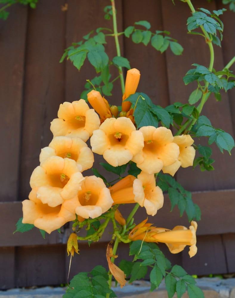 Bild von Klettertrompete Trompetenblume 'Flava' im Onlineshop von Bohlken Pflanzenversand GbR
