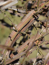 Bild von Korkflügelstrauch, Pfaffenhütchen, Flügel-Spindelstrauch im Onlineshop von Bohlken Pflanzenversand GbR