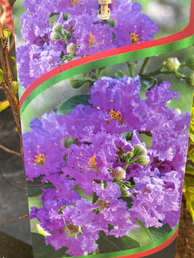 Bild von Kreppmyrte, Kräuselmyrte 'Catawba' im Onlineshop von Bohlken Pflanzenversand GbR