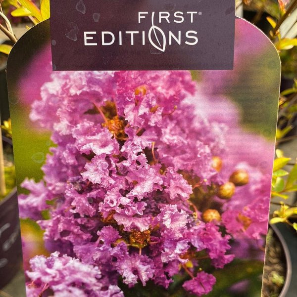 Bild von Kreppmyrte, Kräuselmyrte 'Purple Magic' im Onlineshop von Bohlken Pflanzenversand GbR