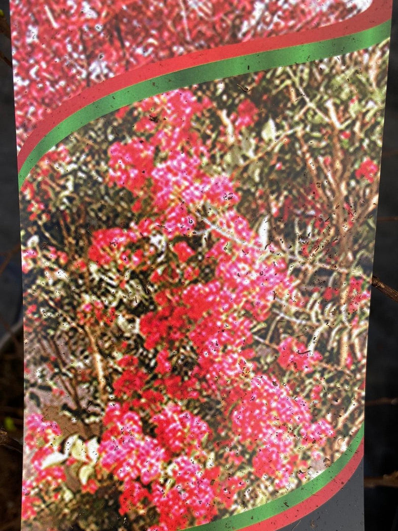 Bild von Kreppmyrte, Kräuselmyrte 'Tonto' im Onlineshop von Bohlken Pflanzenversand GbR
