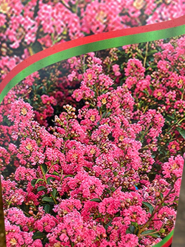 Bild von Kreppmyrte, Kräuselmyrte  'Tuscarora' im Onlineshop von Bohlken Pflanzenversand GbR