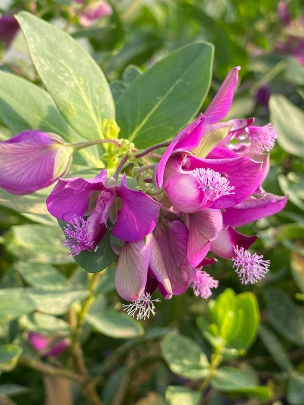 Bild von Kreuzblume im Onlineshop von Bohlken Pflanzenversand GbR