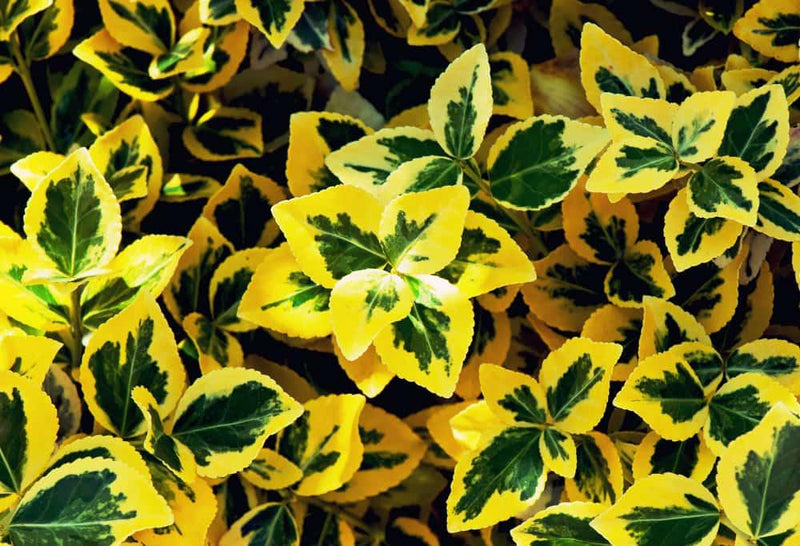 Bild von Kriechspindel 'Emerald'n Gold' im Onlineshop von Bohlken Pflanzenversand GbR