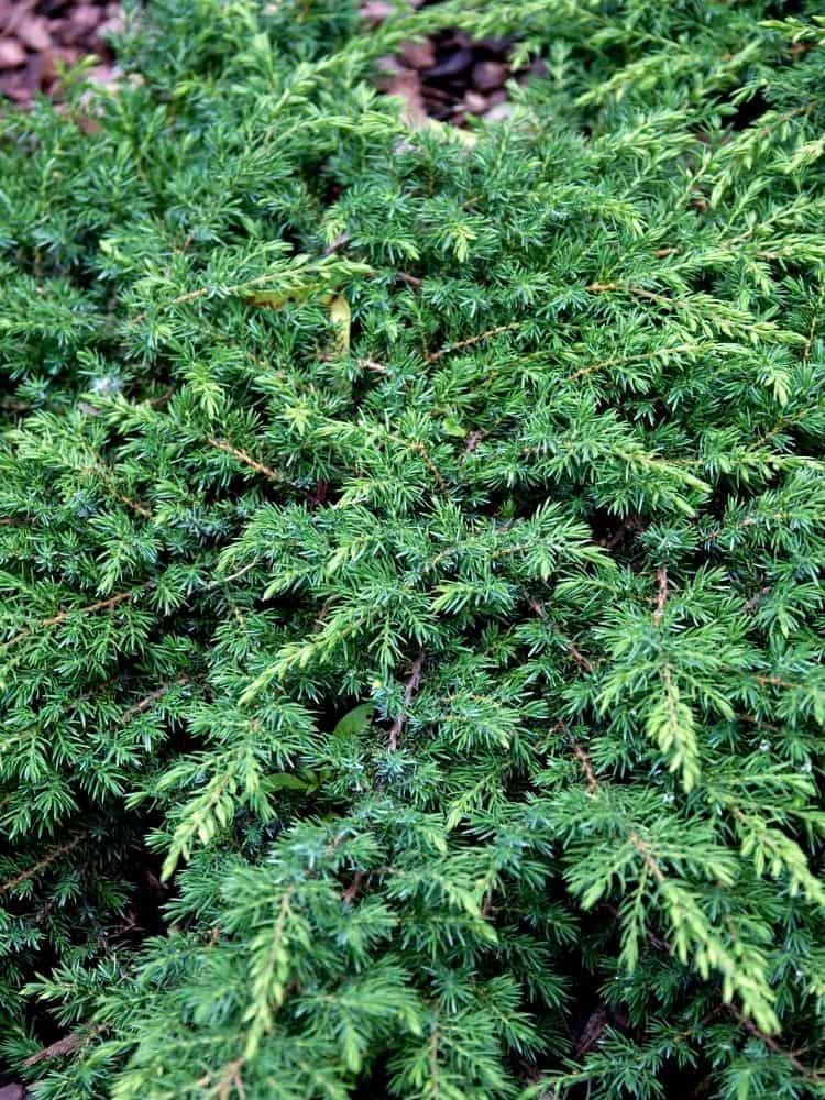 Bild von Kriechwacholder 'Green Carpet' im Onlineshop von Bohlken Pflanzenversand GbR