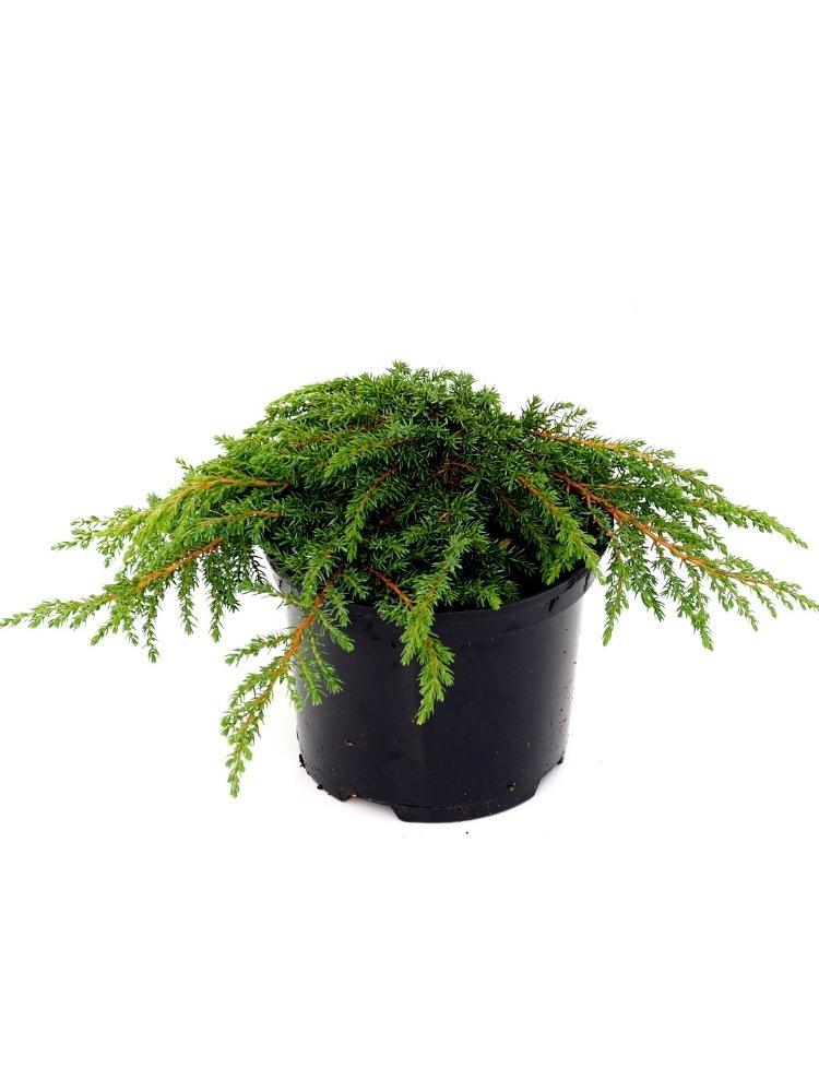 Bild von Kriechwacholder 'Green Carpet' im Onlineshop von Bohlken Pflanzenversand GbR