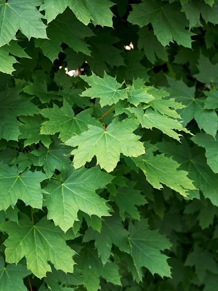 Bild von Kugel-Ahorn 'Globosum' im Onlineshop von Bohlken Pflanzenversand GbR