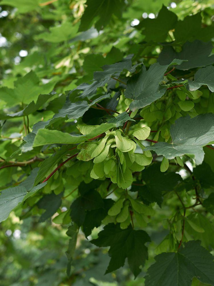 Bild von Kugel-Ahorn 'Globosum' im Onlineshop von Bohlken Pflanzenversand GbR