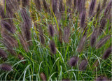 Bild von Lampenputzergras, Federborstengras 'Black Beauty' im Onlineshop von Bohlken Pflanzenversand GbR