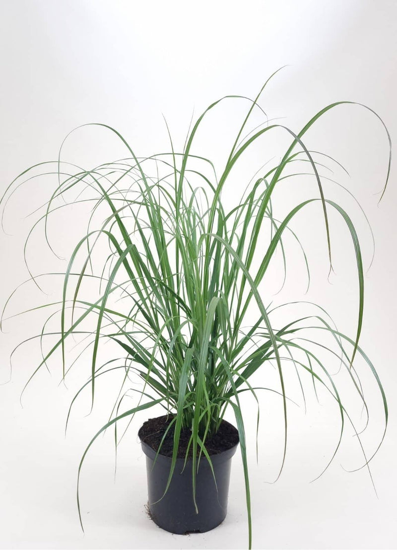 Bild von Lampenputzergras, Federborstengras 'Black Beauty' im Onlineshop von Bohlken Pflanzenversand GbR