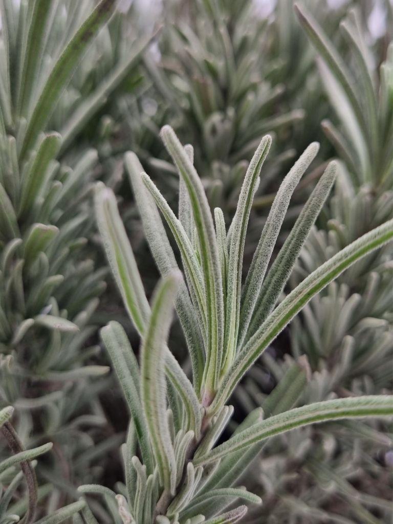 Bild von Lavendel 'Munstead' im Onlineshop von Bohlken Pflanzenversand GbR