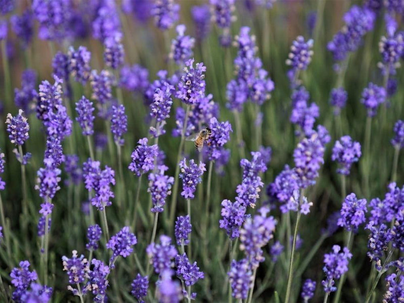 Bild von Lavendel 'Munstead' im Onlineshop von Bohlken Pflanzenversand GbR