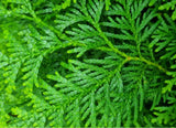 Bild von Lebensbaum 'Brabant' im Onlineshop von Bohlken Pflanzenversand GbR