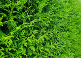 Bild von Lebensbaum 'Brabant' im Onlineshop von Bohlken Pflanzenversand GbR