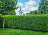 Bild von Lebensbaum 'Brabant' im Onlineshop von Bohlken Pflanzenversand GbR
