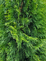 Bild von Lebensbaum 'Smaragd' im Onlineshop von Bohlken Pflanzenversand GbR