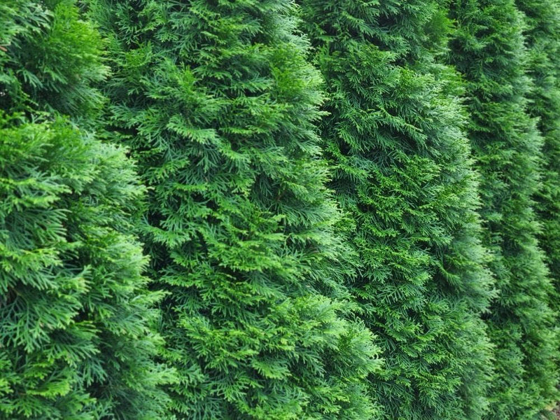 Bild von Lebensbaum 'Smaragd' im Onlineshop von Bohlken Pflanzenversand GbR