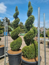 Bild von Lebensbaum 'Smaragd' Spirale im Onlineshop von Bohlken Pflanzenversand GbR