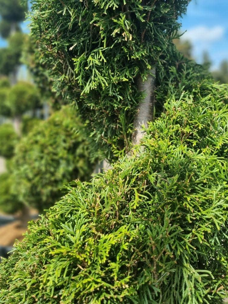 Bild von Lebensbaum 'Smaragd' Spirale im Onlineshop von Bohlken Pflanzenversand GbR