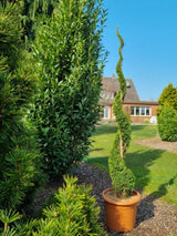 Bild von Lebensbaum 'Smaragd' Spirale im Onlineshop von Bohlken Pflanzenversand GbR