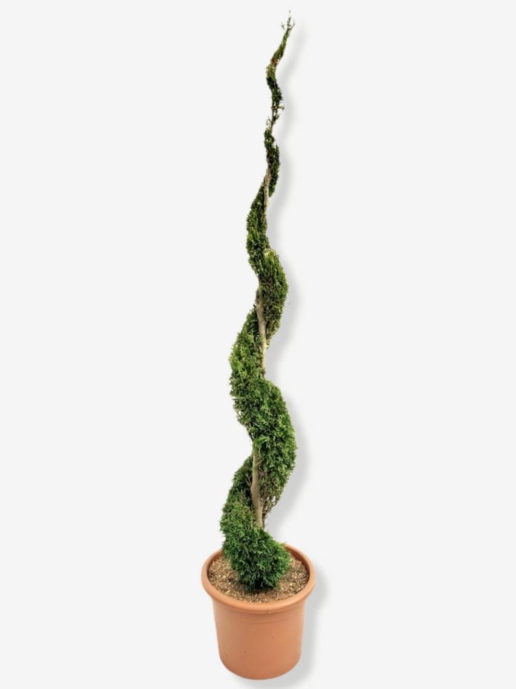 Bild von Lebensbaum 'Smaragd' Spirale im Onlineshop von Bohlken Pflanzenversand GbR