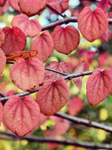 Bild von Lebkuchenbaum, Katsurabaum, Kuchenbaum im Onlineshop von Bohlken Pflanzenversand GbR