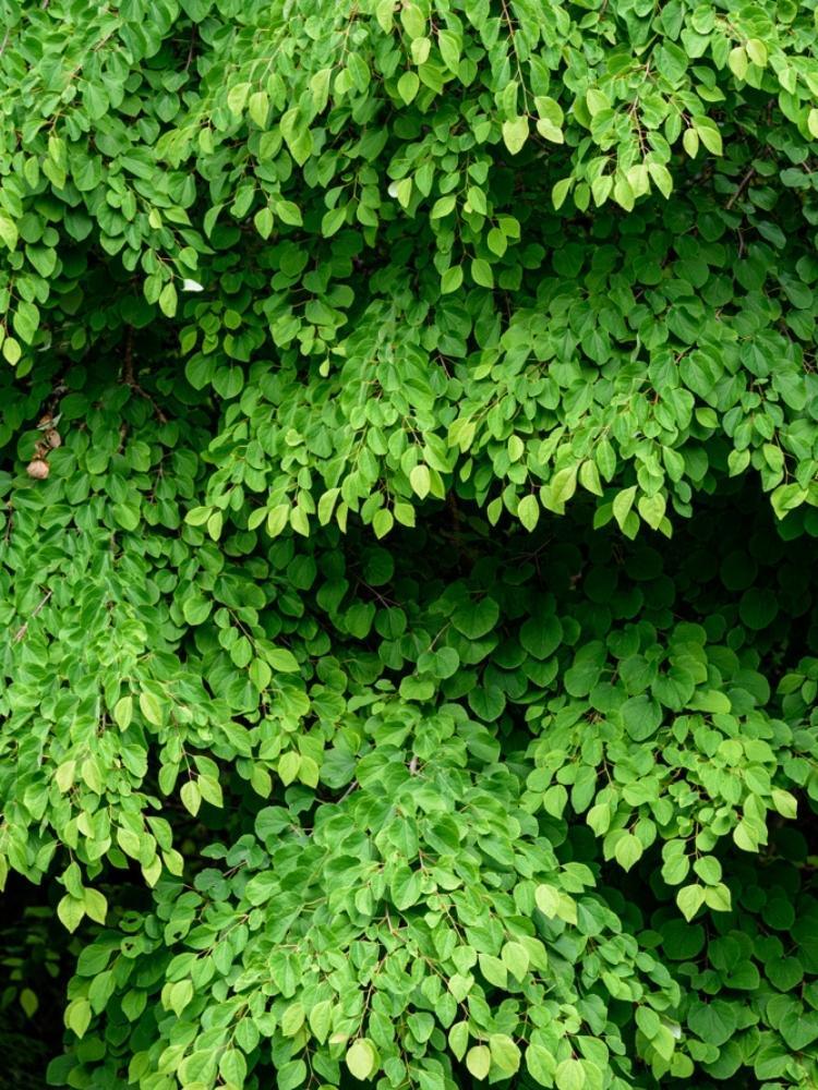 Bild von Lebkuchenbaum, Katsurabaum, Kuchenbaum im Onlineshop von Bohlken Pflanzenversand GbR