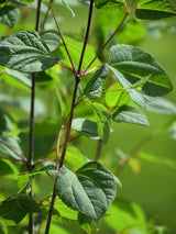 Bild von Lebkuchenbaum, Katsurabaum, Kuchenbaum im Onlineshop von Bohlken Pflanzenversand GbR