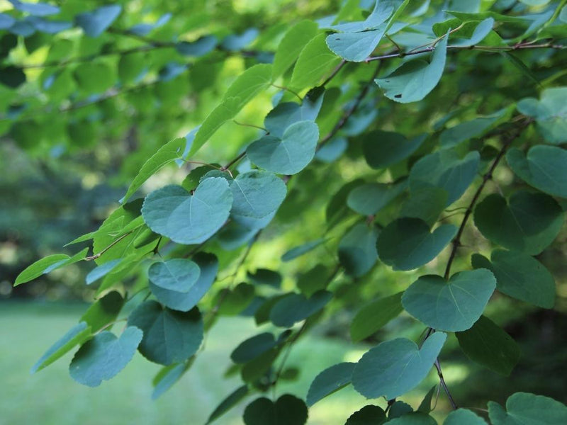 Bild von Lebkuchenbaum, Katsurabaum, Kuchenbaum im Onlineshop von Bohlken Pflanzenversand GbR