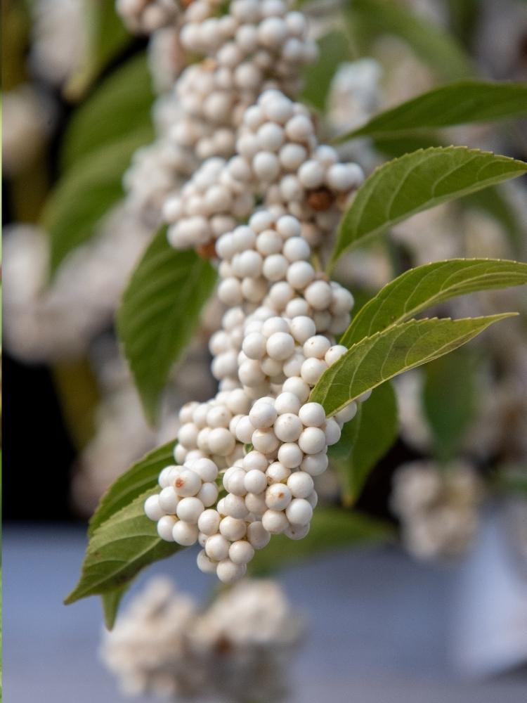 Bild von Liebesperlenstrauch, Japanische Schönfrucht 'Leucocarpa' im Onlineshop von Bohlken Pflanzenversand GbR