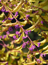 Bild von Liebesperlenstrauch, Purpur-Schönfrucht 'Issai' im Onlineshop von Bohlken Pflanzenversand GbR