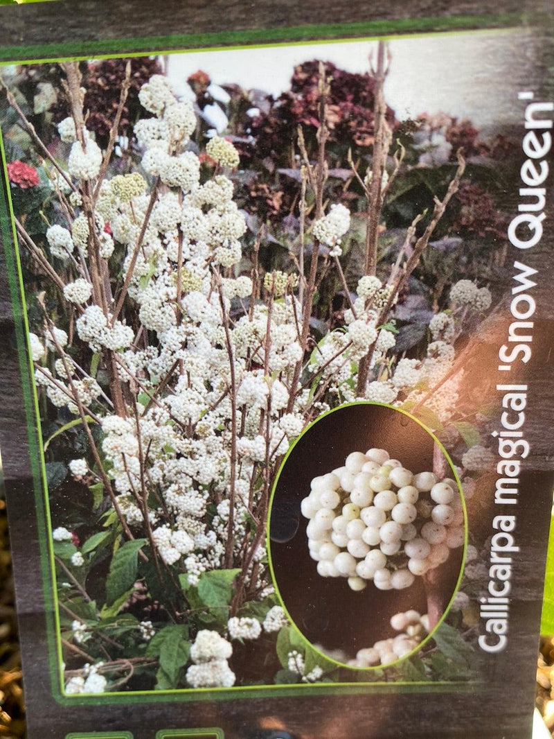 Bild von Liebesperlenstrauch, Schönfrucht 'Snow Queen' im Onlineshop von Bohlken Pflanzenversand GbR