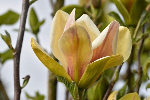 Bild von Magnolie 'Sunsation' im Onlineshop von Bohlken Pflanzenversand GbR